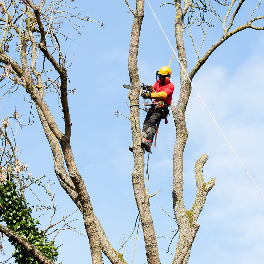 Thomas Paysage : élagage arbre à Saint-Joachim près de Guérande & La Baule (44)